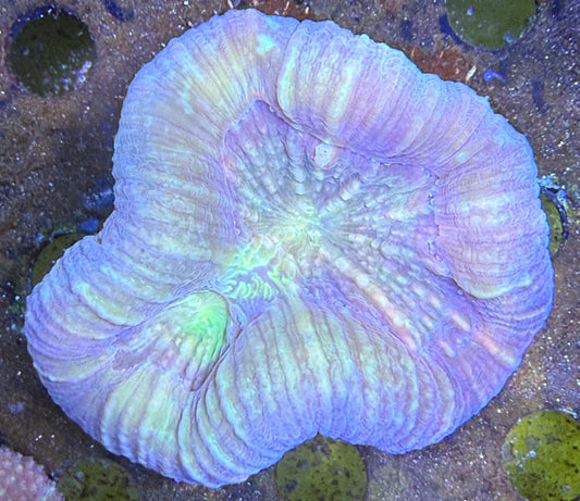 Trachyphyllia geoffroyi „Splash Acid“ – Premium LPS-Koralle