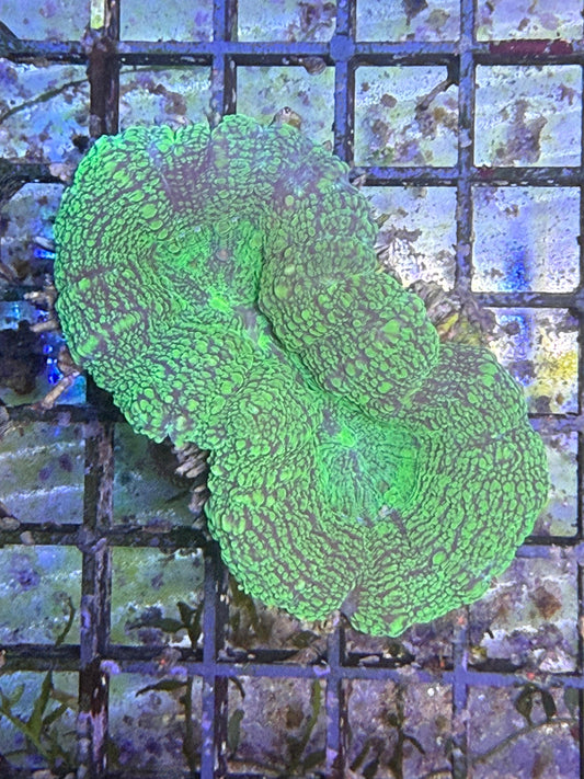 Lobophyllia sp. „Green“ – Großpolypige LPS-Koralle