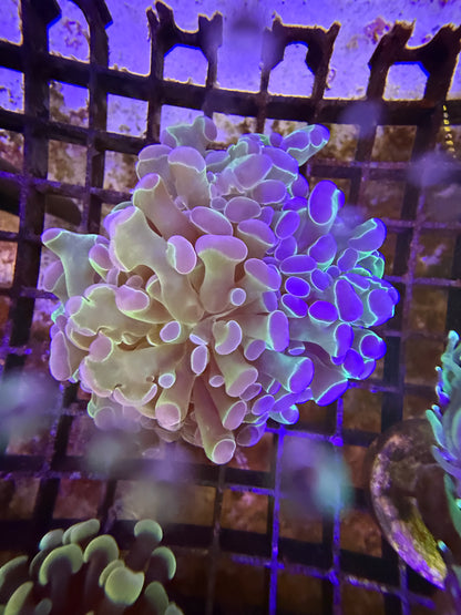 Euphyllia "Hologram"