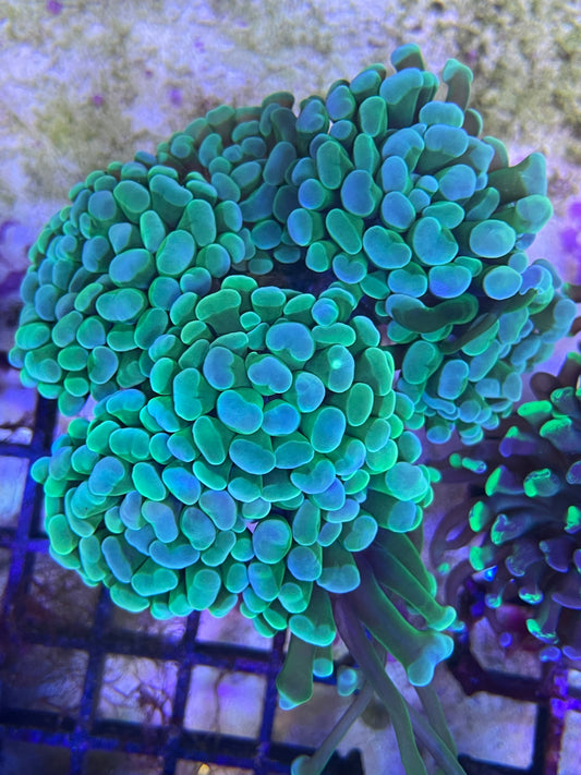 Euphyllia Paraancora SP Grün/Gold 01