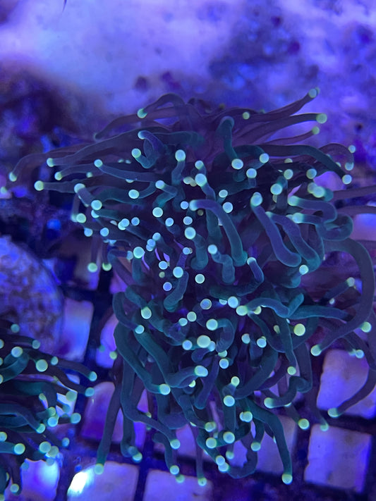Euphyllia Glabrescens Black Torch Yellow Tips