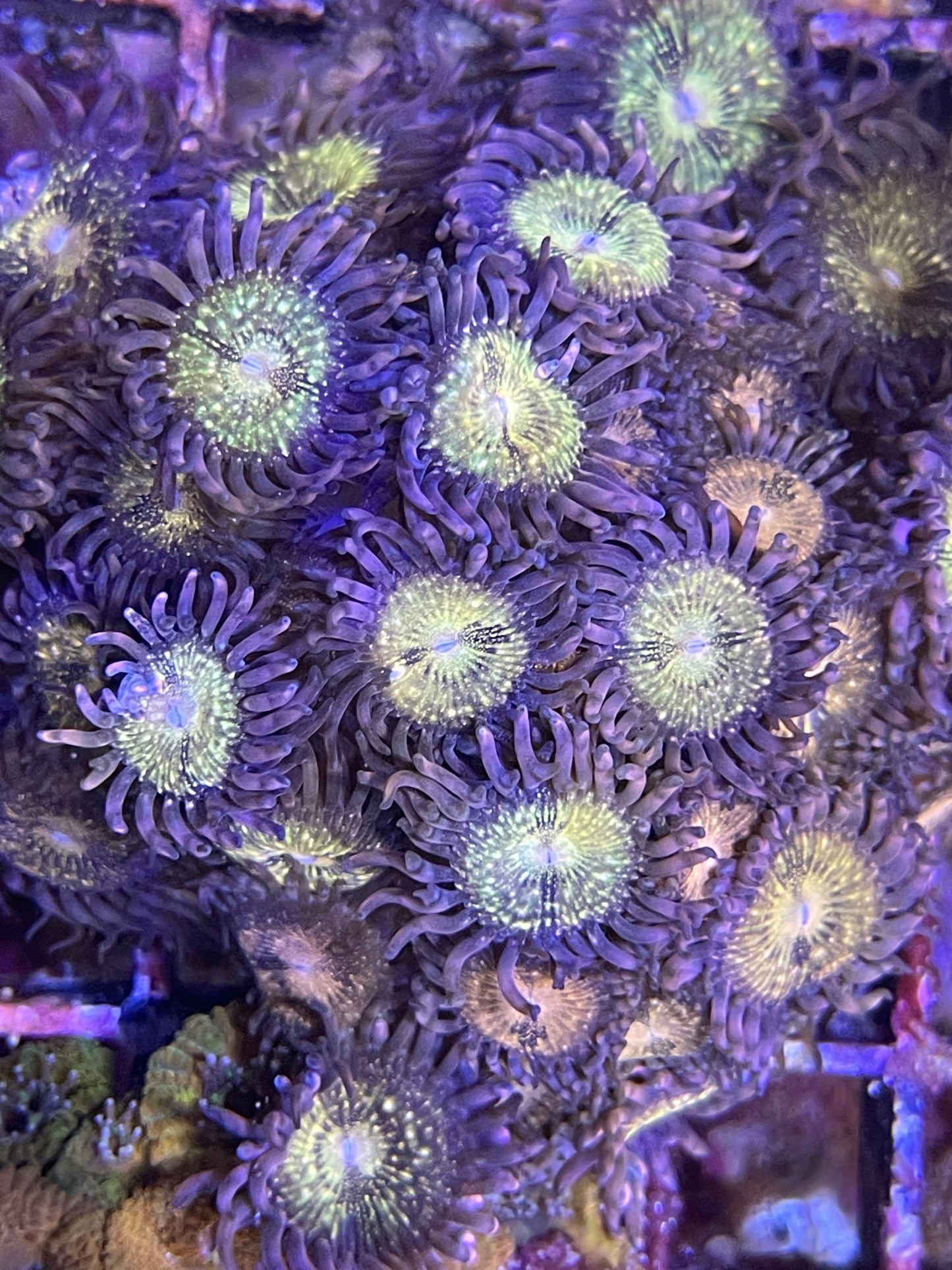 Zoanthus Mohawk WYSIWYG