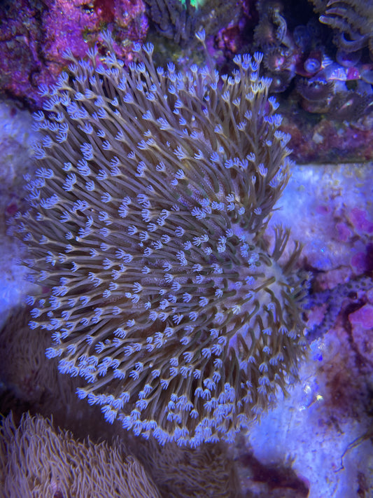 Sarcophyton 'White' – Pilzlederkoralle Weiß 5-7cm