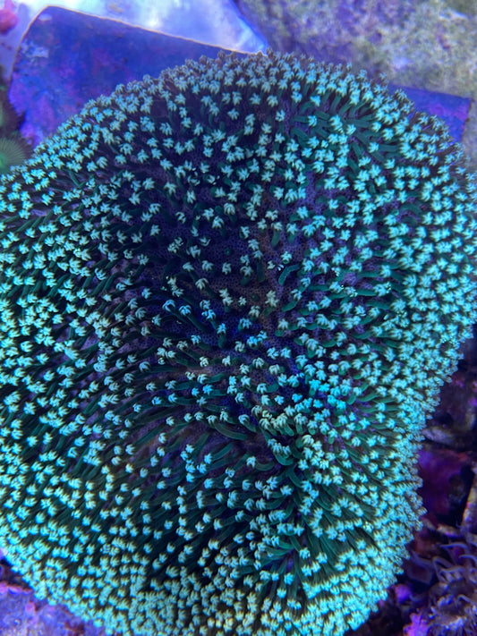 Sarcophyton ehrenbergi - Pilzlederkoralle Grün 6-10cm