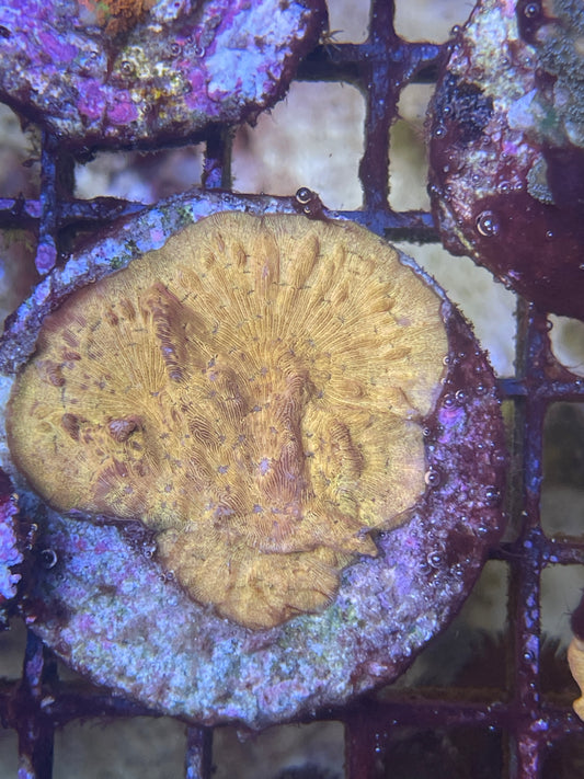 Leptoseris Gold S Ableger