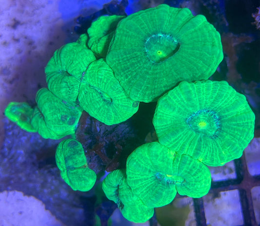 Caulastrea Furcata Toxic Green S Ableger