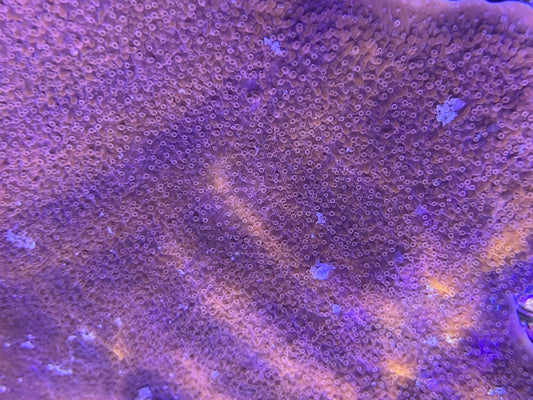 Montipora Hodgsoni Rot