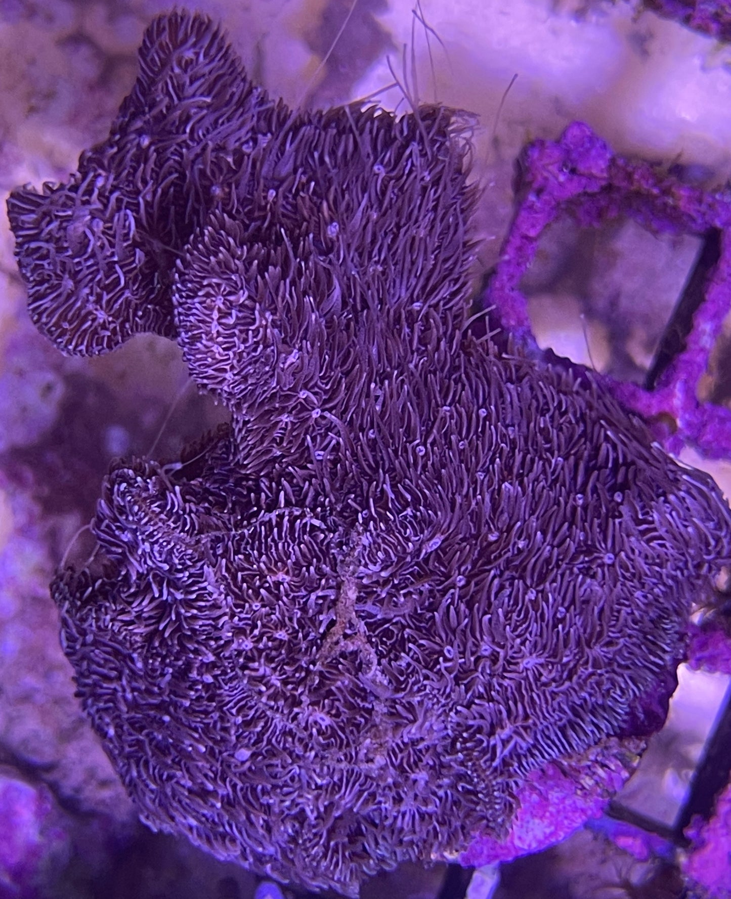 Pavona Cactus Hairy Frag M 3-5cm Ableger