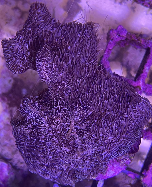 Pavona Cactus Hairy Frag M 3-5cm Ableger