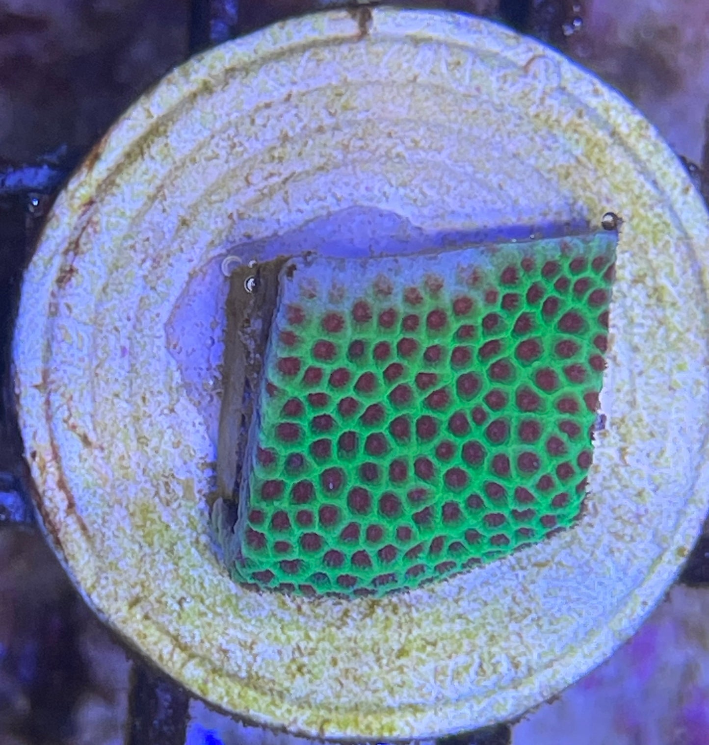 Porites Grinch