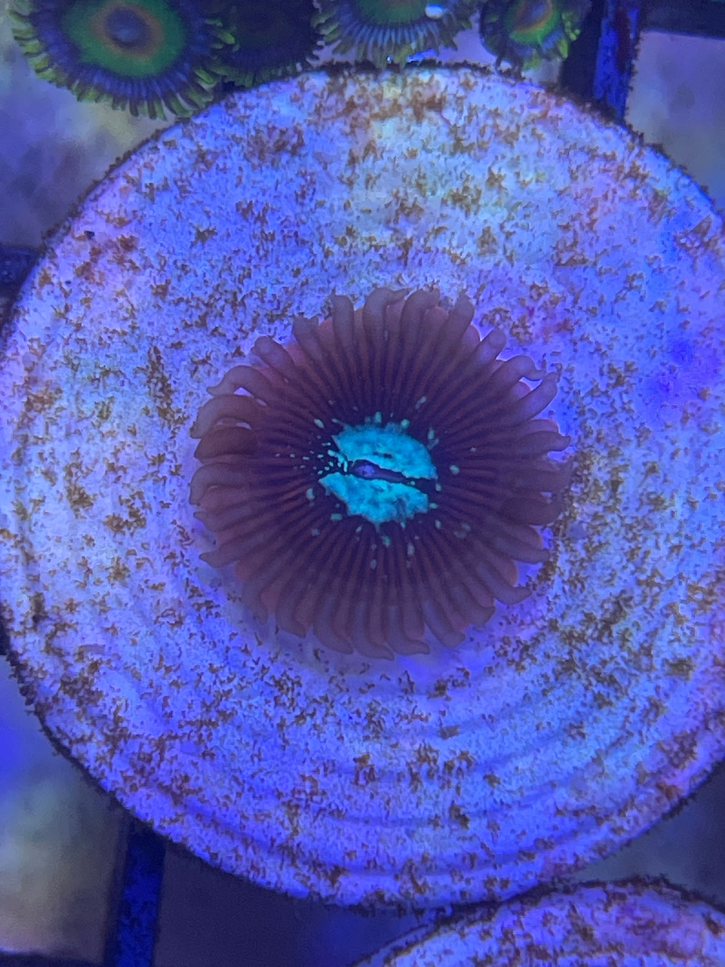 Zoanthus Red Magicans 1 Polyp