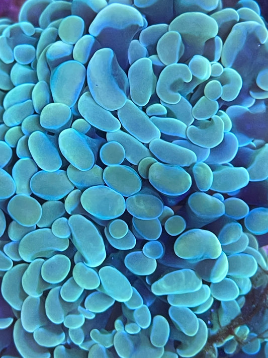 Euphyllia Baliensis "Golden Nugget"