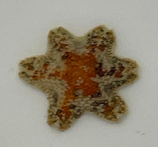 Asterina - Gänsefußseesterne 10 Stk