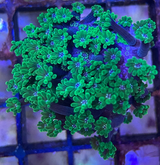 Alveopora Grün