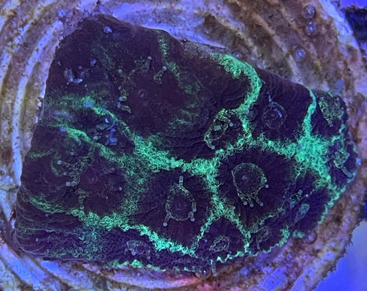 Favia Darkmatter