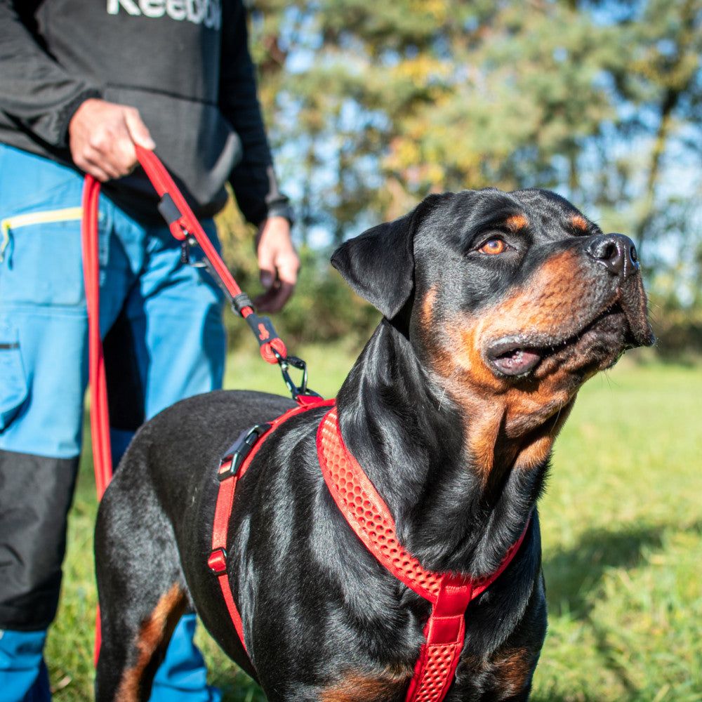 Tamer Geschirr Softy Rot