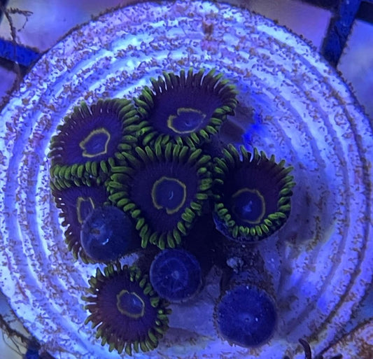 Zoanthus Blue Hornet min 5 Polypen