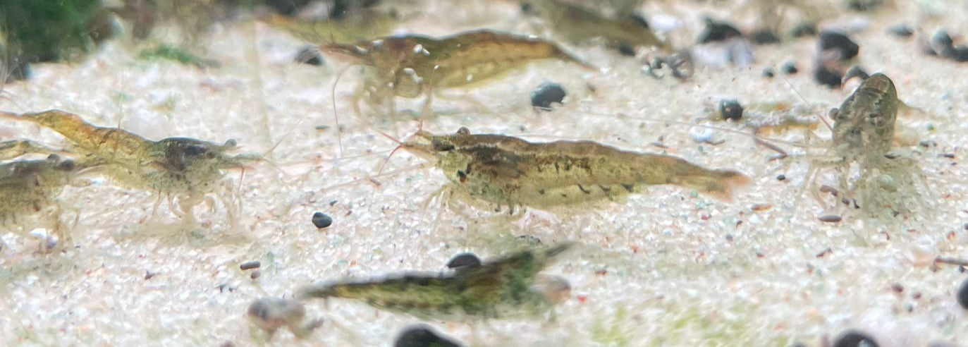 Neocaridina Naturfarbig (aus eigener Zucht)