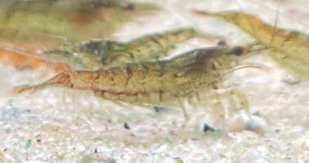 Neocaridina Naturfarbig (aus eigener Zucht)