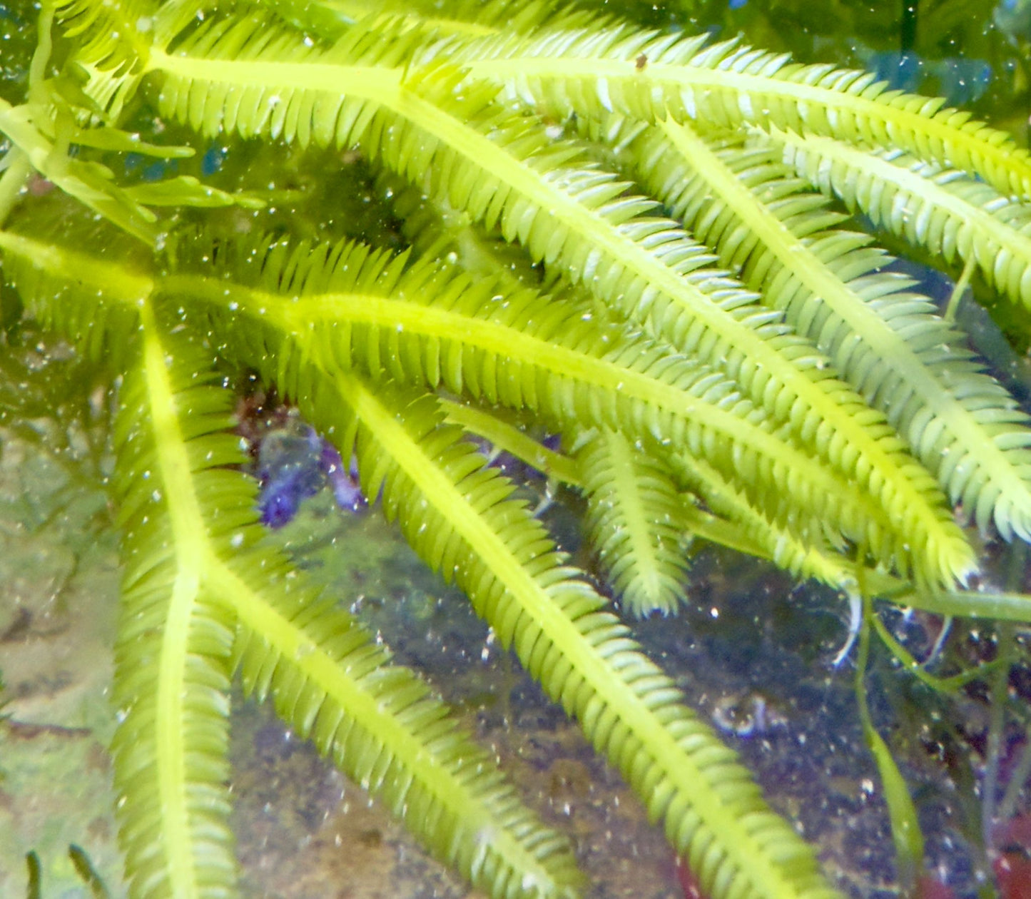 Caulerpa taxifolia