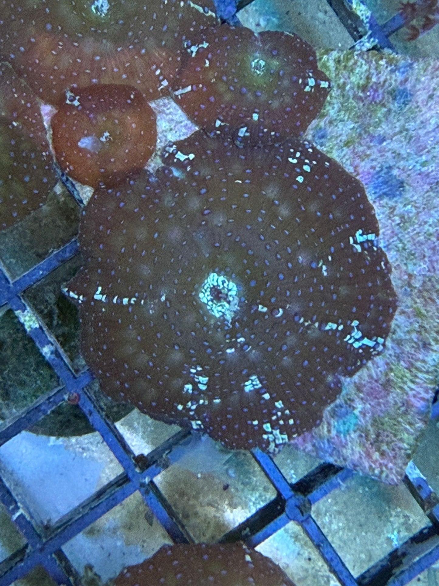 Discosoma Jawbreaker „Moonwreaker“