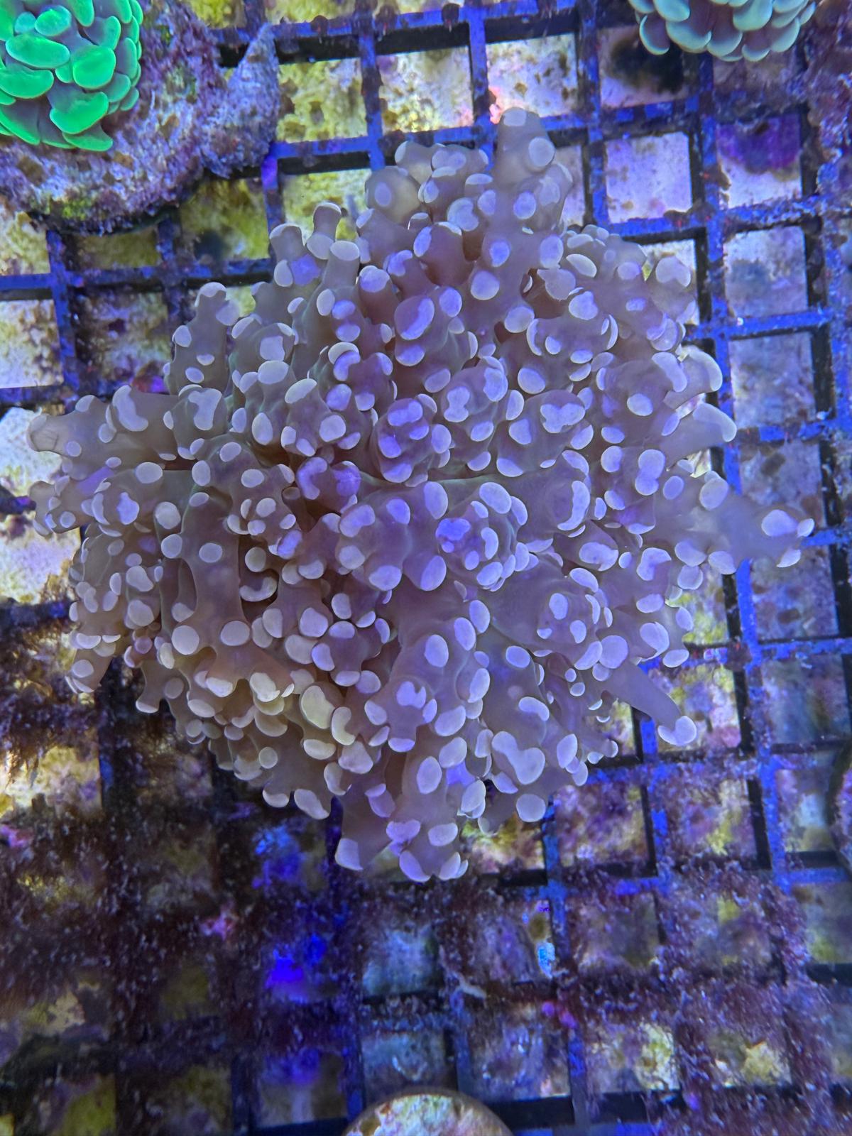 Euphyllia divisa "Transparent Orange" Frogspawn 1 Kopf