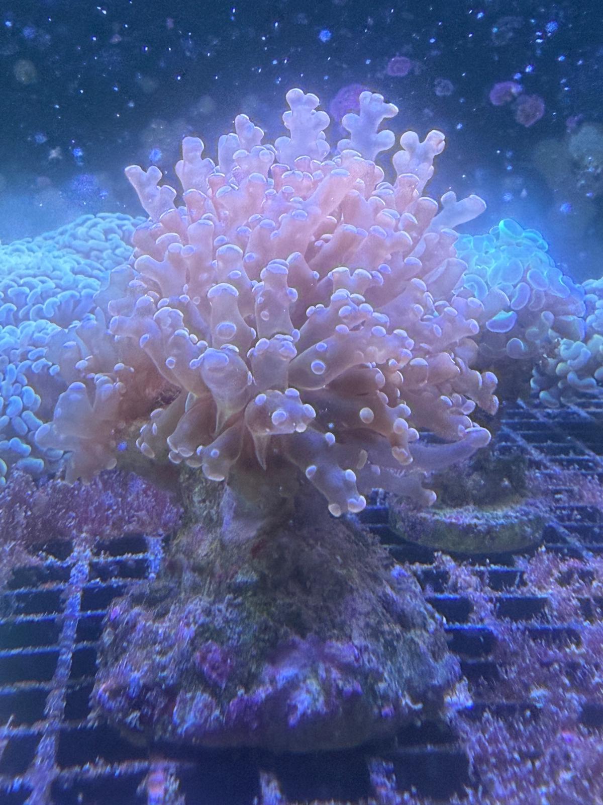 Euphyllia divisa "Transparent Orange" Frogspawn 1 Kopf