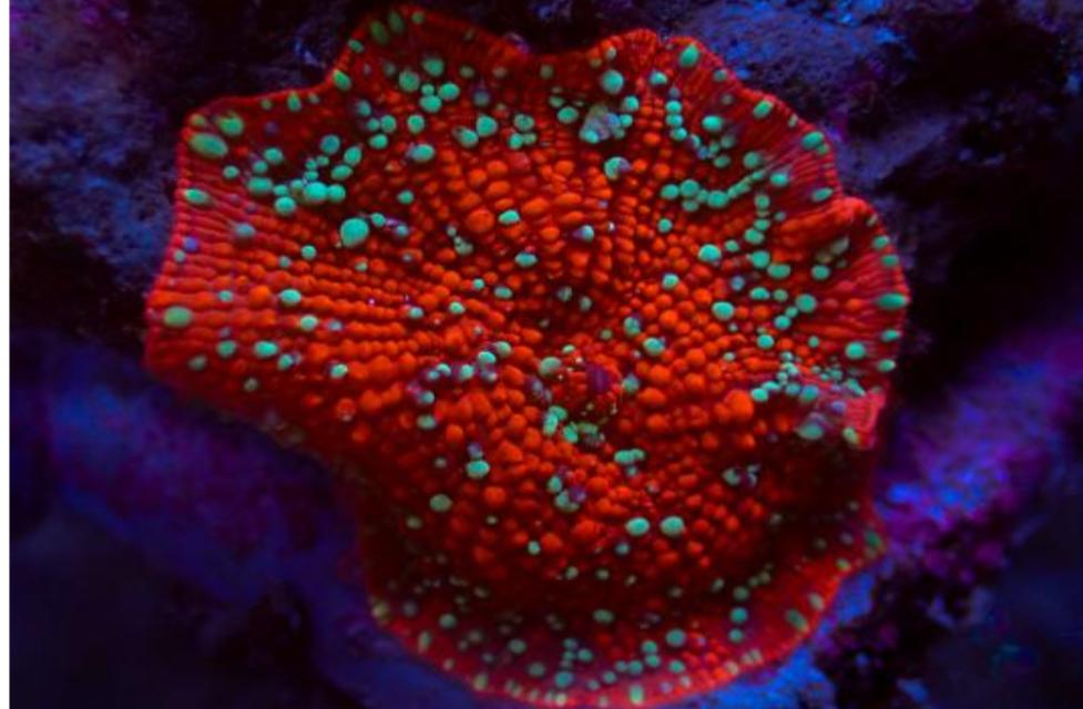 Discosoma „Scarlet Devil“