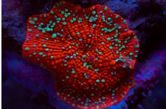 Discosoma „Scarlet Devil“