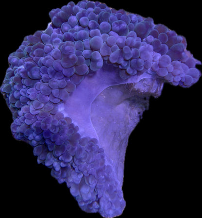 Plerogyra sinuosa – Blasenkoralle Blau XXL 20-30cm