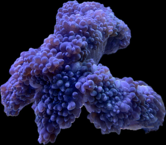 Plerogyra sinuosa – Blasenkoralle Blau XXL 20-30cm