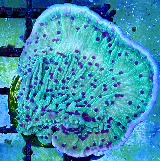 Montipora „Flower Petal“
