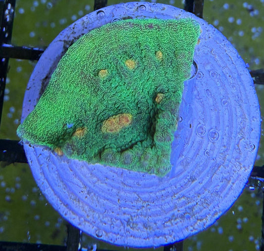 Echinophyllia - Chalice "Space Invader" S Ableger