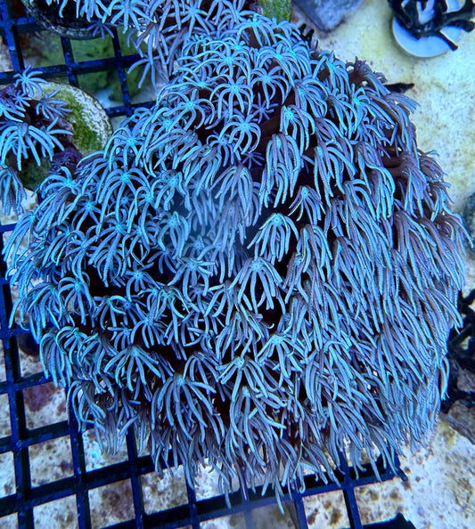 Tubipora Musica min 3-4 Polypen