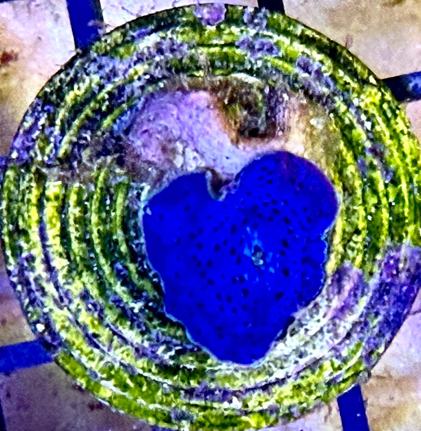 Discosoma "Ultra Blue"