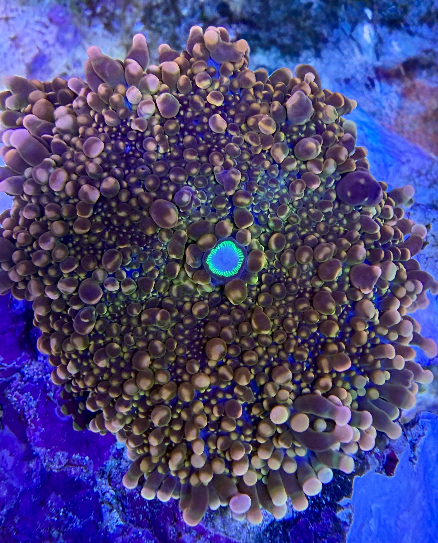 Ricordea "Florida Orange"