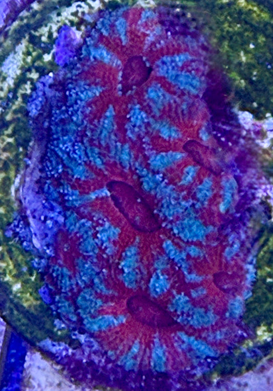 Acanthastrea Blau-Rot