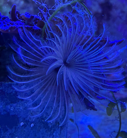 Sabellidae sp. - Weißer Röhrenwurm – Weichröhrenwurm