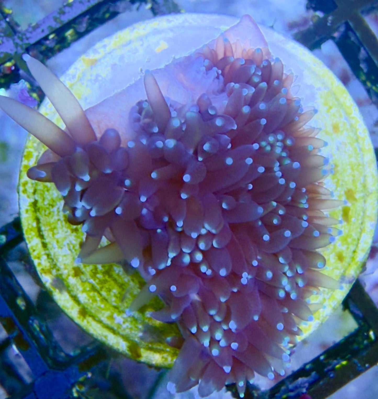 Galaxea fascicularis "Ice Ice Baby" - Kristallkoralle Ableger
