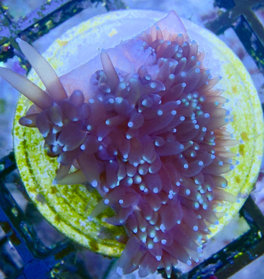 Galaxea fascicularis "Ice Ice Baby" - Kristallkoralle Ableger