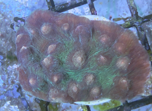 Mycedium elephantotus – Green/Brown