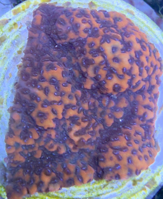 Montipora „Mystic Sunset" S Ableger