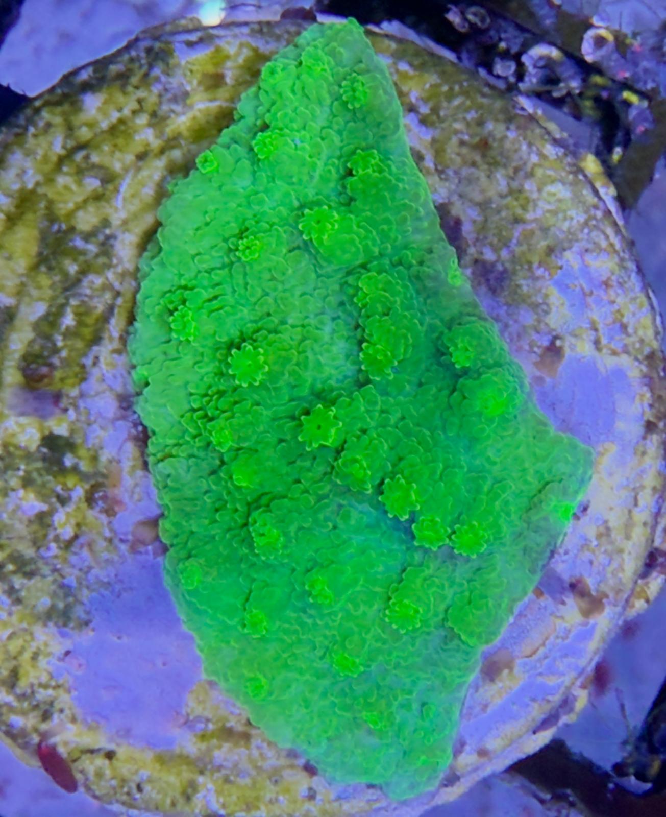 Cyphastrea „WWC Lime Green“ M Ableger
