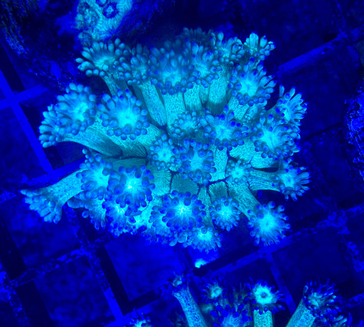 Goniopora sp. – „Galaxy Glitter“ L Ableger