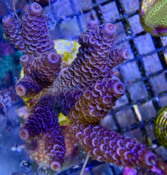 Acropora millepora – Rot mit gelben Tips WYSIWYG