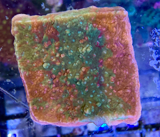 Montipora sp. – „Crafted Red Green“ WYSIWYG