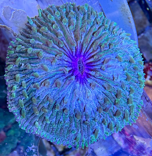 Fungia sp. – Green mit lila Center WYSIWYG