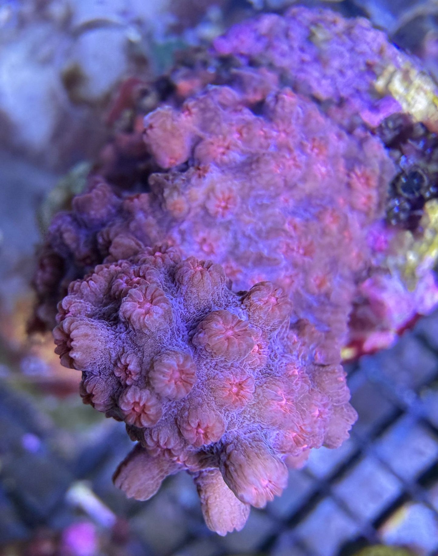 Cyphastrea sp. – Branching Pink/Lila WYSIWYG