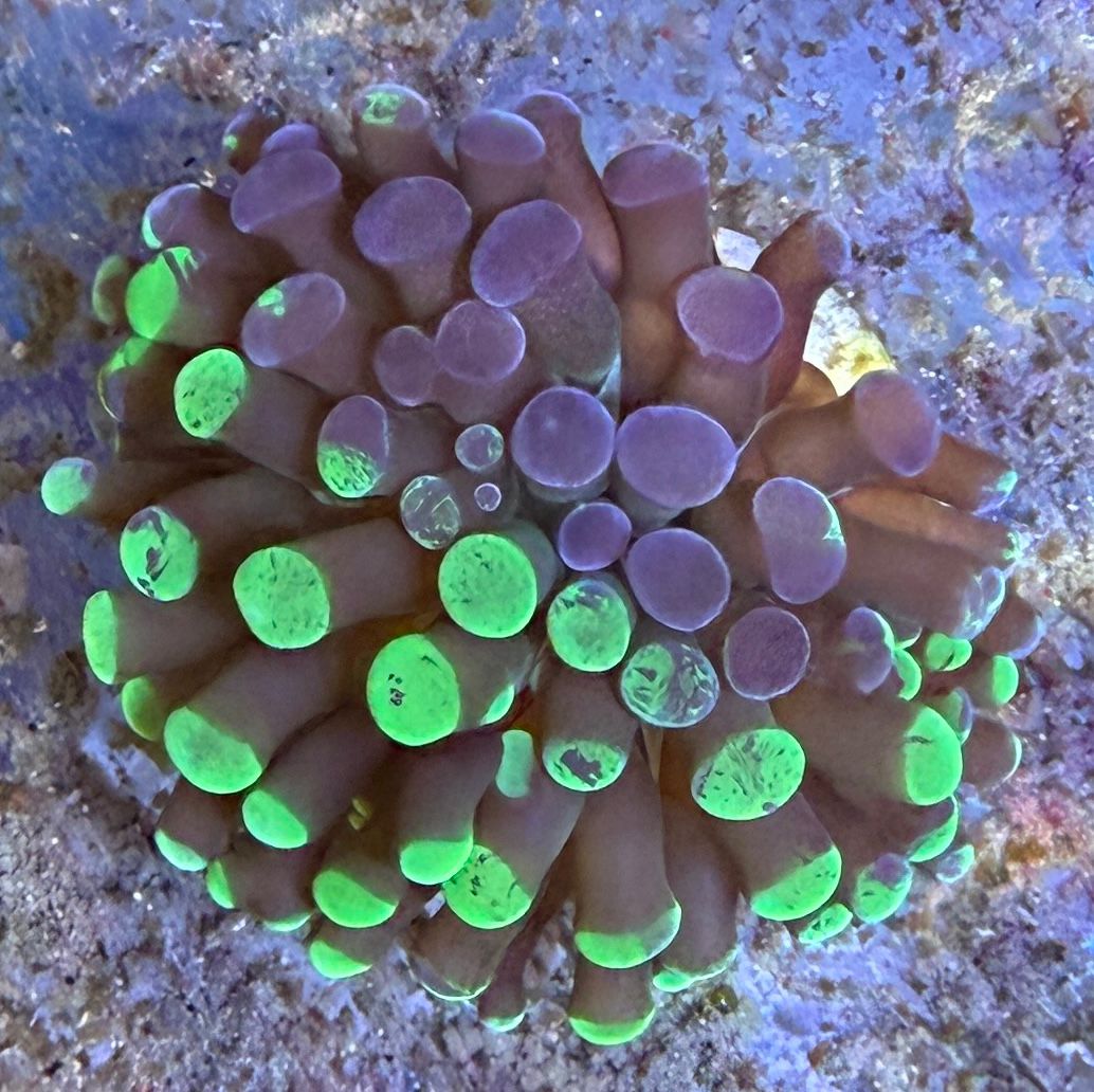 Euphyllia Paraancora - „Two Colour Splatter“ WYSIWYG