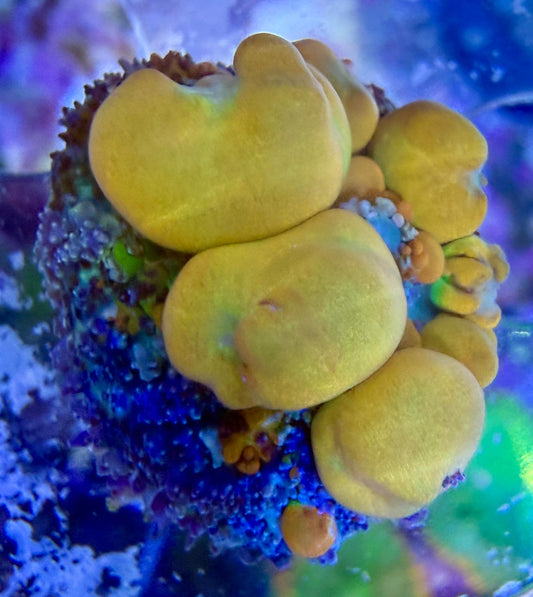 Ricordea yuma – „OG Bounce“